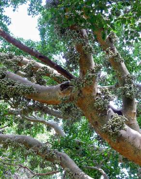 Fotografia 2 da espécie Ficus sycomorus no Jardim Botânico UTAD