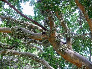 Fotografia da espécie Ficus sycomorus