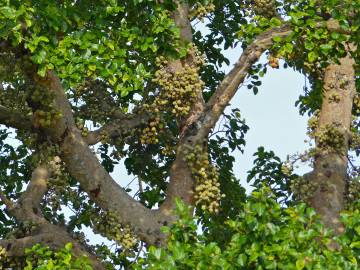 Fotografia da espécie Ficus sycomorus