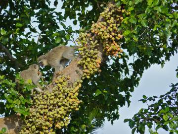 Fotografia da espécie Ficus sycomorus