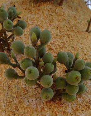 Fotografia 5 da espécie Ficus sycomorus no Jardim Botânico UTAD