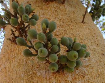 Fotografia da espécie Ficus sycomorus