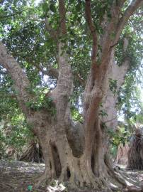 Fotografia da espécie Ficus sycomorus