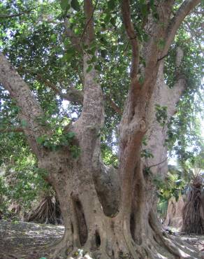 Fotografia 6 da espécie Ficus sycomorus no Jardim Botânico UTAD
