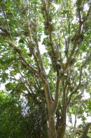 Fotografia da espécie Ficus sycomorus