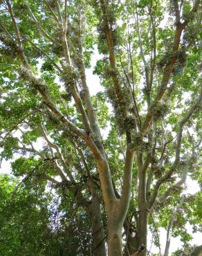 Fotografia 7 da espécie Ficus sycomorus no Jardim Botânico UTAD