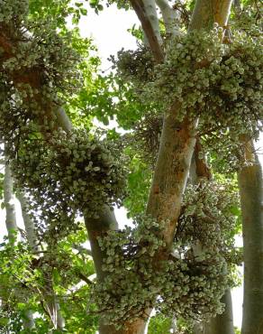 Fotografia 8 da espécie Ficus sycomorus no Jardim Botânico UTAD
