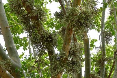Fotografia da espécie Ficus sycomorus