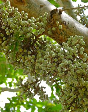 Fotografia 9 da espécie Ficus sycomorus no Jardim Botânico UTAD