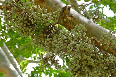 Fotografia da espécie Ficus sycomorus