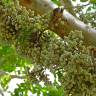 Fotografia 9 da espécie Ficus sycomorus do Jardim Botânico UTAD