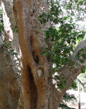 Fotografia 10 da espécie Ficus sycomorus no Jardim Botânico UTAD