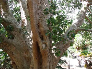 Fotografia da espécie Ficus sycomorus