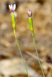 Fotografia da espécie Dianthus pungens subesp. hispanicus