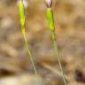 Fotografia 2 da espécie Dianthus pungens subesp. hispanicus do Jardim Botânico UTAD
