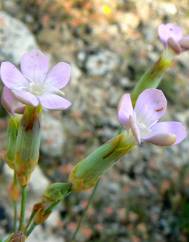 Dianthus pungens subesp. hispanicus