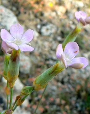 Fotografia 1 da espécie Dianthus pungens subesp. hispanicus no Jardim Botânico UTAD