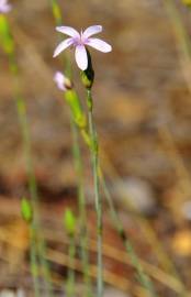 Fotografia da espécie Dianthus pungens subesp. hispanicus