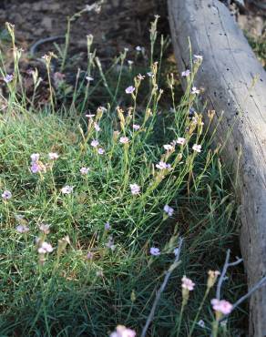 Fotografia 4 da espécie Dianthus pungens subesp. hispanicus no Jardim Botânico UTAD