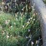 Fotografia 4 da espécie Dianthus pungens subesp. hispanicus do Jardim Botânico UTAD