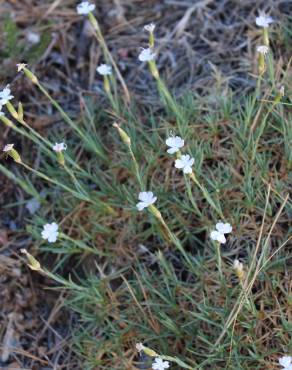 Fotografia 5 da espécie Dianthus pungens subesp. hispanicus no Jardim Botânico UTAD