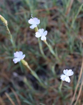 Fotografia 6 da espécie Dianthus pungens subesp. hispanicus no Jardim Botânico UTAD