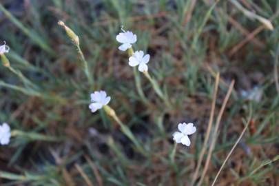 Fotografia da espécie Dianthus pungens subesp. hispanicus