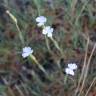 Fotografia 6 da espécie Dianthus pungens subesp. hispanicus do Jardim Botânico UTAD