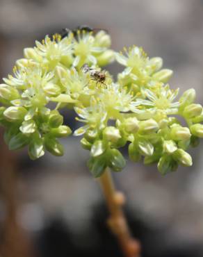 Fotografia 11 da espécie Sedum sediforme no Jardim Botânico UTAD