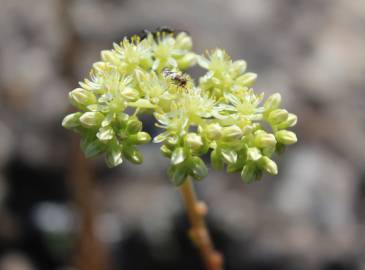 Fotografia da espécie Sedum sediforme