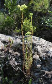 Fotografia da espécie Sedum sediforme