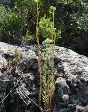 Fotografia 12 da espécie Sedum sediforme no Jardim Botânico UTAD
