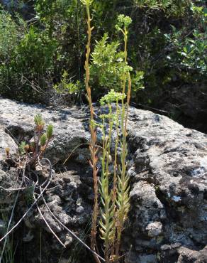 Fotografia 12 da espécie Sedum sediforme no Jardim Botânico UTAD