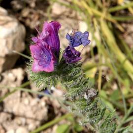 Fotografia da espécie Echium creticum subesp. coincyanum