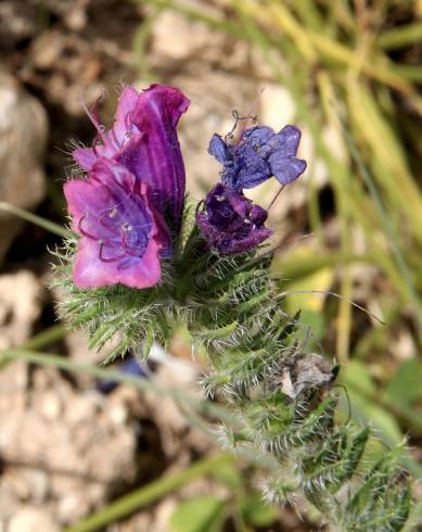 Fotografia de capa Echium creticum subesp. coincyanum - do Jardim Botânico