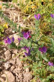 Fotografia da espécie Echium creticum subesp. coincyanum