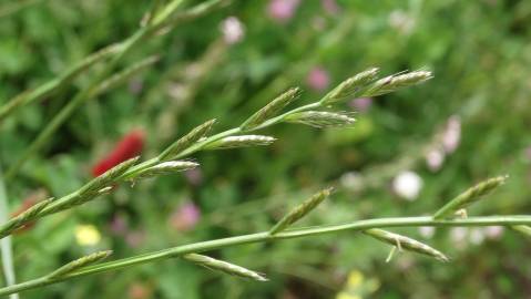 Fotografia da espécie Lolium aristatum