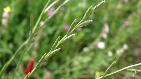 Fotografia da espécie Lolium aristatum