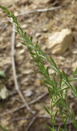 Fotografia da espécie Lolium aristatum