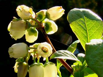 Fotografia da espécie Vaccinium corymbosum