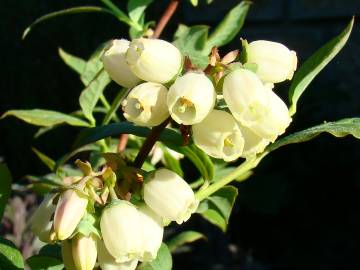 Fotografia da espécie Vaccinium corymbosum