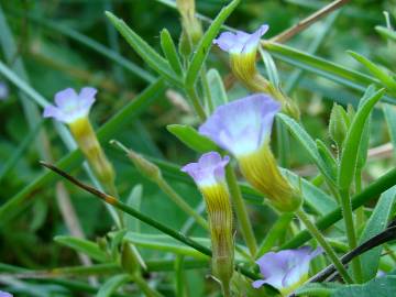 Fotografia da espécie Gratiola linifolia