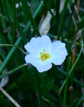 Fotografia 6 da espécie Baldellia ranunculoides subesp. ranunculoides no Jardim Botânico UTAD