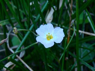 Fotografia da espécie Baldellia ranunculoides subesp. ranunculoides