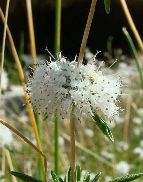 Fotografia 10 da espécie Mentha cervina no Jardim Botânico UTAD