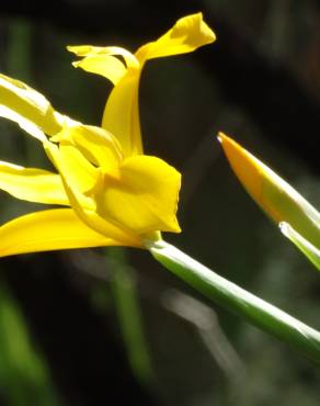 Fotografia 31 da espécie Iris xiphium no Jardim Botânico UTAD