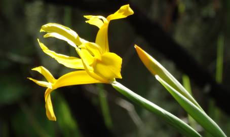 Fotografia da espécie Iris xiphium