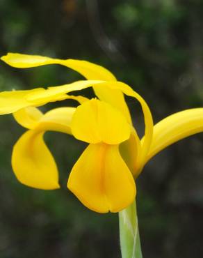 Fotografia 32 da espécie Iris xiphium no Jardim Botânico UTAD