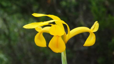 Fotografia da espécie Iris xiphium