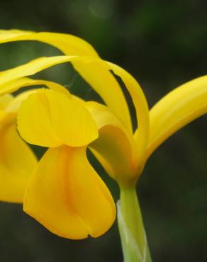 Fotografia 33 da espécie Iris xiphium no Jardim Botânico UTAD